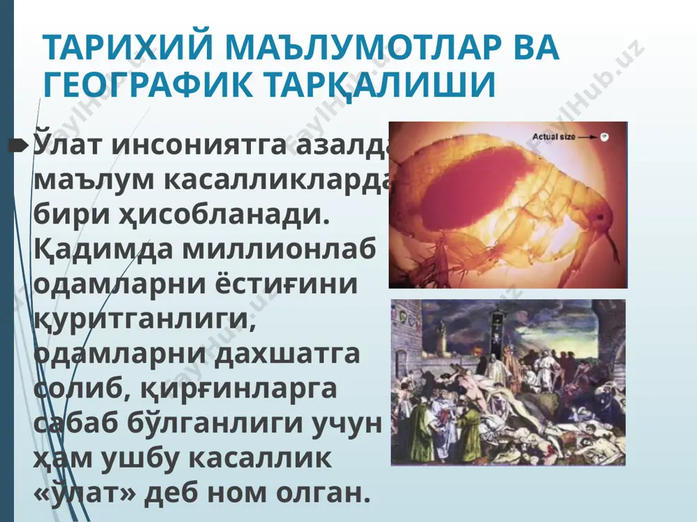истон давлати билан чегарадош ўлатнинг тоғли табиий ўчоғи (қашқадарё ва сурхондарё вилоятлари) – 0,08 млн.га. тарихий маълумотлар ва географик тарқалиши ўлат касаллигининг қўзғатувчиси биологик қурол сифатида фойдаланилиши мумкин. татарлар 1346 йилда уруш пайтида ўлатни тарқатиш мақсадида ўлатдан ўлган одам жасадини кафу шаҳрига, иккинчи жаҳон уруши даврида эса япония хитойнинг нингхо шаҳрига ўлат қўзғатувчиси билан зарарланган бургаларни ташлаганлар. этиологияси ўлат қўзғатувчиси (yersinia pestis) yersinia ва entrerobacteriaceae оиласига мансуб бўлиб, ўлчами 0,3-0,5мкм. ўлат бактерияси спора ҳосил қилмайди, хивчинлари йўқ, ҳаракатсиз. барча анилин бўёқлари билан яхши бўялади, грам манфий. лёффлер кўки ёки романовский – гимза бўёқлари билан бўялганда, биполярлик хусусиятига эга бўлиб, яққол кўзга ташланади. қўзғатувчи гўшт – пептонли бульон ва агарда (рн 7,0 – 7,2) 28 – 370с ҳароратда яхши ўсади. yersinia pestis ўзида термостабил соматик, термолабил капсула ва бошқа 30 га яқин антигенларни сақлайди. этиологияси (давоми) ўлат қўзғатувчиси ташқи муҳитга унча чидамли эмас, +220с да 4 ой давомида тирик сақланади, +50 …