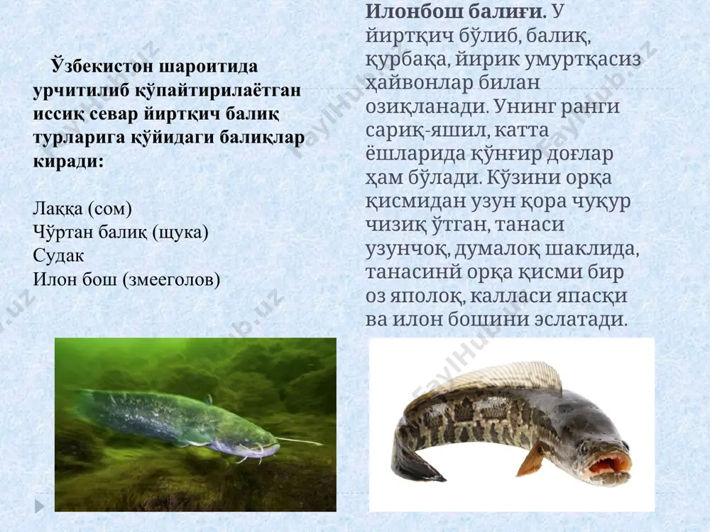 осётри. азов, қора денгиз, каспий денгизларида табиий ҳолда яшайди. сони бўйича каспий денгизида яшовчи бошқа осётрсимонлардан устунлик қилади, хўжаликларда мослаштириш учун қулай ҳисобланган осётрсимон балиқ турларидан бири. гавда узунлиги 2,35 м.гача етиши мумкин. эркак балиқларининг узунлиги 1 дан 2 м.гача фарқ қилиши мумкин. оғирлиги 6 дан 15 кг. гача, урғочи балиқларининг оғирлиги 4 дан 28 кг.гача етиши мумкин. бу сунъий етиштиришдаги (балиқ хўжаликларидаги) кўрсаткичлар бўлиб, табиий муҳитда уларнинг узунлиги 2 м.дан узун бўлиши, оғирлиги 80 кг.дан 120 кг.гача етиши мумкинлиги аниқланган (анисимова и.м., в.в. лавровский, 1983). сибир осётри 1979 йили рус осётри ва лена осётрини чатиштириш йўли билан олинган гибрид ҳисобланади. сибир осётрининг урғочиси икки йилда бир маротаба уруғ беради. бир хил шароитда (температура, сувнинг гидрохимик кўрсаткичлари, озуқа) ўстирилган гибриднинг биринчи авлоди личинка ва чавоқлари ва она тури (рус осётри) хажм жиҳатдан солиштирилганда гибриднинг ўртача оғирлиги рус осётрининг ўртача оғирлигига нисбатан 1,1-1,22 маротаба оғирроқ бўлган (рохло). белуга. азов, каспий ва …