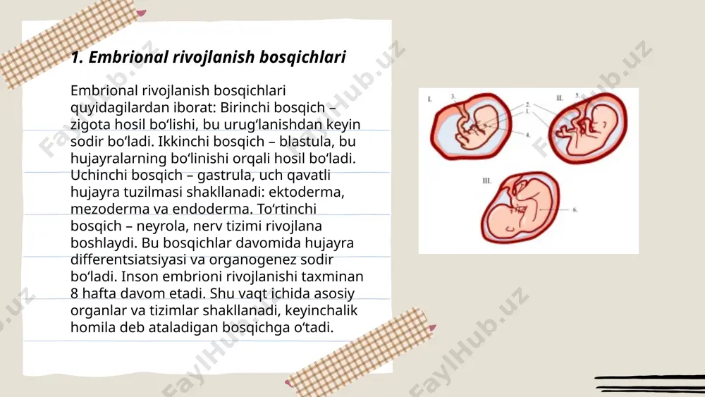 chda hujayralar zich joylashgan va turli hujayra qatlamlari hali shakllanmagan. morula keyinchalik blasto'laza hosil qilish uchun davom etadi, bu esa keyingi rivojlanish bosqichlarini tashkil etadi. morula bosqichi uchun vaqt va hujayra soni har xil bo'lishi mumkin, lekin umumiy jarayon o'xshash. ... t.me/slaydai_bot 7. blastula shakllanishi blastula shakllanishi hayvonlar embrional rivojlanish jarayonida yuzaga keladigan muhim bosqichdir. bu jarayon urug'langan tuxum hujayrasining mitoz bo'linishlar qatlamidan keyin boshlanadi. blastula – ko'p hujayrali, ichi suyuqlik bilan to'ldirilgan tuzilma bo'lib, asosan blastomerlar deb ataluvchi hujayralardan iborat. ushbu struktura odatda hayotning dastlabki 4-5 kunida hosil bo'ladi, lekin bu vaqt turga qarab o'zgarishi mumkin. odatda, blastula bosqichida hujayralar soni 128 ga yetishi mumkin. ushbu jarayon davomida embrionning tashqi qatlami blastodermani hosil qiladi. blastula shakllanishi keyinchalik gastrulatsiya jarayoniga o'tadi. ... t.me/slaydai_bot gastrulyatsiya - bu embrion rivojlanishining erta bosqichidir, unda blastula murakkabroq tuzilishga aylanadi. bu jarayon uchta asosiy qatlamni hosil qiladi: ektoderma, mezoderma va endoderma. gastrulyatsiya ko'pincha kuchli hujayra …