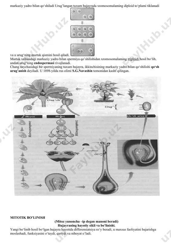 yordamida erkak jinsli ipak qurtlarini yaratish usulini aniqlagan hayvonlarda gametogenez jinsiy hujayralarning hosil bo‘lish jarayoni gametogenez deyiladi. erkak jinsiy hujayralami hosil bo‘lishi — spermatogenez, urg‘ochi jinsiy hujayralami hosil bo‘lishi — oogenez deyiladi. gametogenez to‘rtta bosqichdan iborat - ko‘payish(2n2c), o’sish(2n4c), yetilish(1n2c) va shakllanish(1n1c) hayvonlarda jinsiy hujayralar xuddi somatik hujayralardek embrional hujayralardan rivojlanadi murtak hujayralaridan bora-bora jinsiy bezlar va jinsiy hujayralar taraqqiy qiladi.. erkaklarda spermatagoniy, urg‘ochi organizmlarda oogoniy spermatogenez urug‘dondagi maxsus to‘qima oldin mitoz yo‘li bilan bir necha marota bo‘linib, o‘lchamlari kichraygan spermatogoniylarni hosil etadi ko’payadi. shundan so‘ng o‘sish bosqichi boshlanadi. ular yana mitoz yo‘li bilan bo‘linib birinchi tartibli spermatositlarga aylanadilar.yetilish bosqichida birlamchi spermatosit hujayralari meyoz bo‘linishga o’tadilar. mitozning 1-bo‘linishdan so‘ng ikkita ikkinchi tartibli spermatositlar hosil bo‘ladi. 2- bo‘linish natijasida 4 spermatidalar rivojlanadi. shakllanish bosqichida spermatidalaming spermatozoidga aylanishi kuzatiladi. bu jarayonga yadro va sitoplazmaning barcha elementlari qatnashadi. yetilgan spermatozoid boshcha, bo‘yin va dum qismlaridan tashkil topadi. spermatozoidning bosh qismida goldji apparatidan hosil …