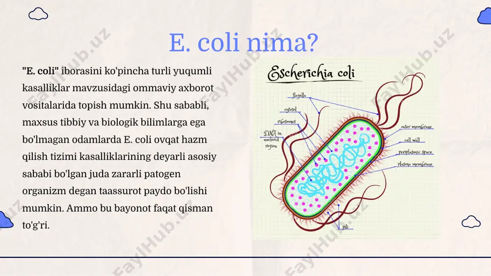esherichia coli bakteriyalarining sanitariya ahamiyati - Page 3