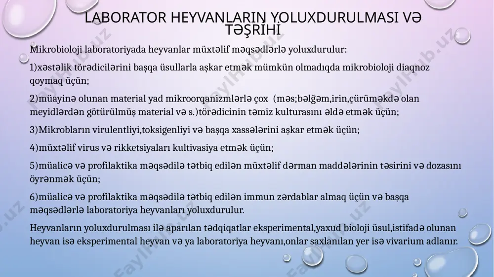 rəngli (albinos) heyvanlar,piqmentli (rəngli) heyvanlara nisbətdə infeksion xəstəliklərə daha çox həssas olur.belə heyvanların bəzilərinə (ağ siçanlara, ağ siçovullara va s.) təbiətdə rast gəlmək olmur.onları vivarium şəraitində süni yolla alırlar.bəzi laboratoriyalarda,xüsusən virusoloji laboratoriyalarda bir anadan doğulmuş heyvanları bir-birilə cütləşdirmək yolu ilə əldə olunmuş genetik saf xətt heyvanlarından istifadə edilir.hal-hazırda siçanların 200-dən çox, dovşanların 50-dən çox və doniz donuzlarının 10-dan artıq genetik saf xətti əldə edilmişdir. laborator heyvanların eksperiment üçün hazırlanması. heyvanların çəki, cins və yaşına görə seçilməsi -laborator heyvanları seçərkən onların öyrənilən törədiciyəh əssaslıq dərəcəsi nəzərə alınır (məsələn, dəniz donuzları – vərəm,difteriya, taun, qara yaraya, ağ siçanlar – tulyaremiya, botulizm,tetanusa qarşı həssasdırlar və s.). • heyvanların nömrələnməsi laboratoriya heyvanlarının yoluxdurulması üsulları dəri səthi ilə yoluxdurma dəridaxili yoluxdurma dərialtı yoluxdurma əzələdaxili yoluxdurma venadaxili yoluxurma qarın boşluğuna (peritondaxili) yoluxdurma həzm sistemi vasitəsilə yoluxdurma yoluxdurulmuş heyvanlarin vi̇vari̇umda saxlanmasi laborator heyvanin cəsədi̇ni̇n təşri̇hi̇ heyvanın cəsədinin bakterioloji müayinəsinin məqsədi heyvanın ölümünə və ya xəstələnməsinə səbəb olan …