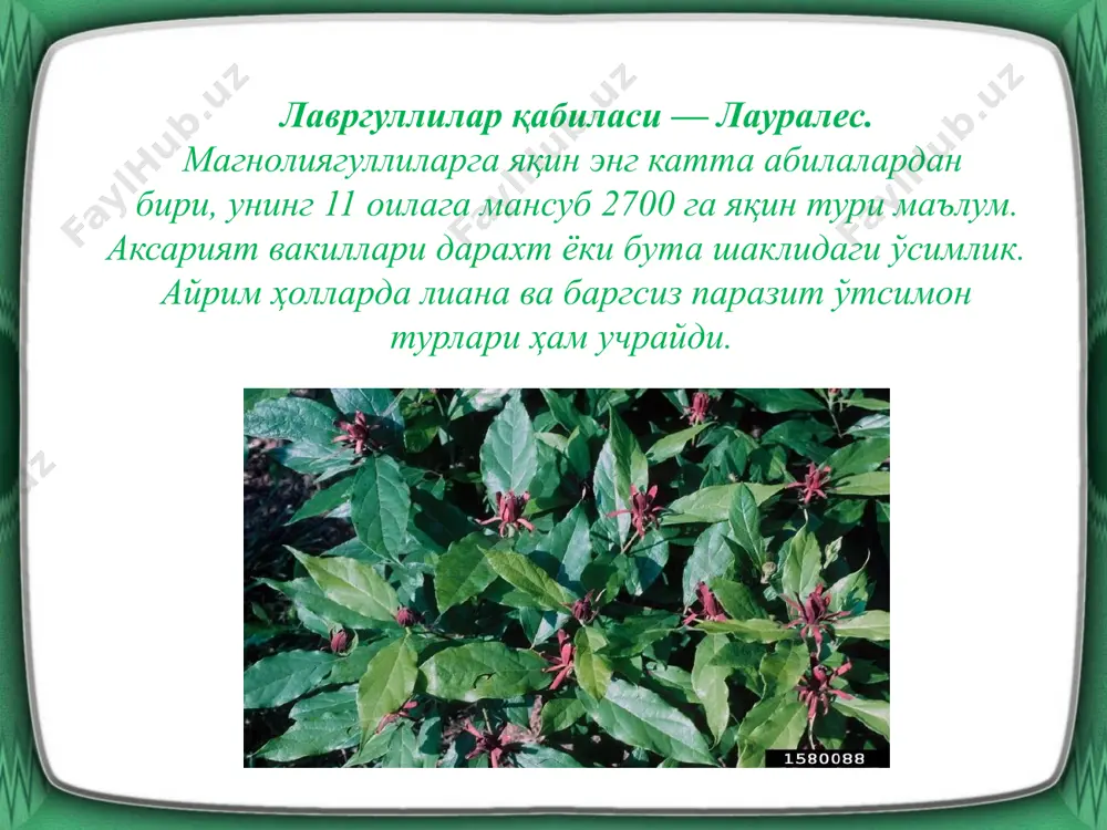 магнолиягуллилар қабиласи магнолиалес - Page 4