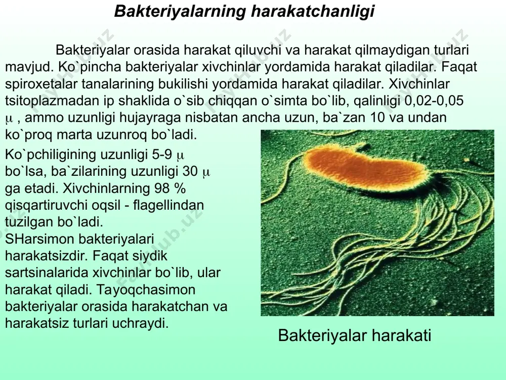ddiy bo`lgani sababli hamda ba`zi xususiyatlari o`zgaruvchanligi tufayli ularning sistematikasi ancha murakkab. mikroorganizmlarning ko`pgina klassifikatsiyasi bo`lib, bizda asosan ikkitasi keng tarqalgan: 1) amerikalik mikrobiologlarning berdji tahriri ostidagi klassifikatsiyasi (1924 y.); 2) rus olimi n.a. krasilnikov klassifikatsiyasi (1949 y.). masalan, berdji hamma bakteriyalarni 4 bo`limga bo`ladi: - gracilicutes – gram – , hujayra devori yupqa; - firmicutes – gram + , hujayra devori qalin; - tenericutes, mustahkam hujayra devoriga ega emas; - mendosicutes, defekt hujayra devori bo`lgan (qadimgi arxebakteriyalar). n.a. krasilnikov esa hamma mikroorganizmlarni ikki guruhga ajratadi: schizophyceae – xlorofill hosil qiluvchilar; schizomyceae – xlorofilsizlar, o`z navbatida u 4 sinfga: 1. actinomycetes - aktinomitsetlar; 2. eubacteriae - chin bakteriyalar; 3. myxobacteriae - miksobakteriyalar; 4. spirochaetae - spiroxetalarga bo`linadi. har bir sinf qator, oila, turkum, turga bo`linadi. masalan, berdji hamma bakteriyalarni 4 bo`limga bo`ladi: - gracilicutes – gram – , hujayra devori yupqa; - firmicutes – gram + , hujayra devori qalin; …