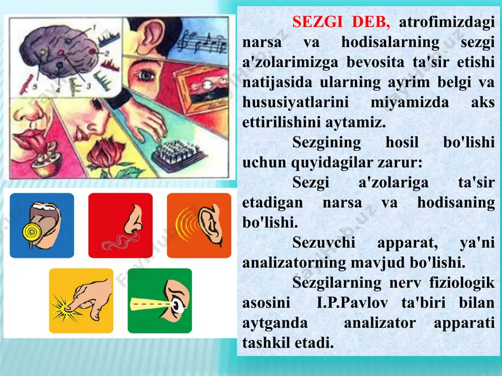 larini aks ettiruvchi hamda retseptorlari ichki tana a'zolarida, to‘qimalarda joylashgan sezgilar; proprioretseptiv sezgilar tanamiz va gavdamizning holati hamda harakatlari haqida ma'lumot (ahborot, habar) beruvchi muskullarda, bog`lovchi paylarda, mushaklarda joylashgan sezgilar; interoretseptiv sezgilar u borasida rus psixologi a.r.luriya tadqiqot ishini olib borgan. interoretseptiv sezgilar u borasida rus psixologi a.r.luriya tadqiqot ishini olib borgan. uning fikricha, interoretseptiv sezgilar asl, tub, ma'nodagi sezgilar emas, balki emotsiyalar bilan sezgilar o'rtasidagi oraliq sezgilar sifatida namoyon bo'ladi. psixologiya fanida mazkur sezgilar to'la o'rganilmaganligi sababli uni “noma'lum hislar” deb atalgan. miya po‘stlog‘ining chakka qismi buzilganda, inson yuzini tanish javobgarligi yo‘qoladi va bu kasallik prosopagnoziya deb nomlanadi. unda sezgilari normal, lekin idroki normal emas. unga notanish chexrani ko‘rsatishganda u bunga e’tibor bermaydi. unga tanish chexrani ko‘rsatishganda, avtonom nerv sistemasi reaksiyasi shuni ko‘rsatadiki u xavotirlanadi va terlashni boshlaydi, lekin bu inson kimligini aytib bera olmaydi. miyani buzilganligi sababli, u ma’lumotlarni sxema bo‘yicha tepadan pastga qarab ishlolmaydi – to‘plangan bilimlarni …