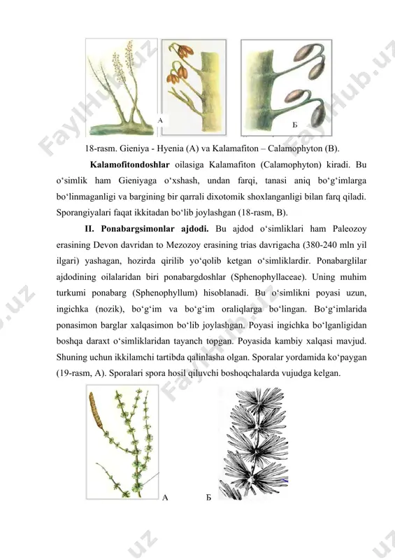 trias davrigacha (380-240 mln yil ilgari) yashagan, hozirda qirilib yo‘qolib ketgan o‘simliklardir. ponabarglilar ajdodining oilalaridan biri ponabargdoshlar (sphenophyllaceae). uning muhim turkumi ponabarg (sphenophyllum) hisoblanadi. bu o‘simlikni poyasi uzun, ingichka (nozik), bo‘g‘im va bo‘g‘im oraliqlarga bo‘lingan. bo‘g‘imlarida ponasimon barglar xalqasimon bo‘lib joylashgan. poyasi ingichka bo‘lganligidan boshqa daraxt o‘simliklaridan tayanch topgan. poyasida kambiy xalqasi mavjud. shuning uchun ikkilamchi tartibda qalinlasha olgan. sporalar yordamida ko‘paygan (19-rasm, a). sporalari spora hosil qiluvchi boshoqchalarda vujudga kelgan. 19-rasm. ponabarg – sphenophyllum (a) va kalamit – calamites (b). iii. qirqbo‘g‘imsimonlar ajdodi. bu ajdod vakillari poyasining rosmana bo‘g‘im va bo‘g‘im oraliqlariga bo‘linganligi bilan xarakterlanadi. bu ajdod ikkita qabilaga bo‘linadi: 1. kalamitnamolar qabilasi – calamitales. 2. qirqbo‘g‘imnamolar qabilasi – eqvisetales. 1. kalamitnamolar qabilasiga mansub o‘simliklar hozirgi davrida yo‘qolib ketgan, paleozoy erasining devon, toshko‘mir davrlarida yashagan o‘simliklar hisoblanadi. bularning bo‘yi 30-40 metrga yetadigan daraxtlar bo‘lgan. shoxlari yirik va mayda bo‘lib, mayda shoxlarida, barglar xalqasimon bo‘lib joylashgan (19-rasm, b). poyasida kambiy …
