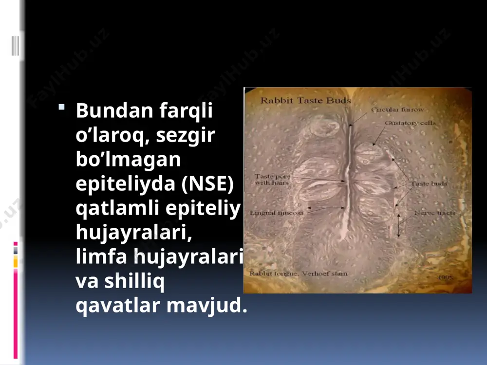 hid bilish a’zosi umumiy tuzilishi - Page 5