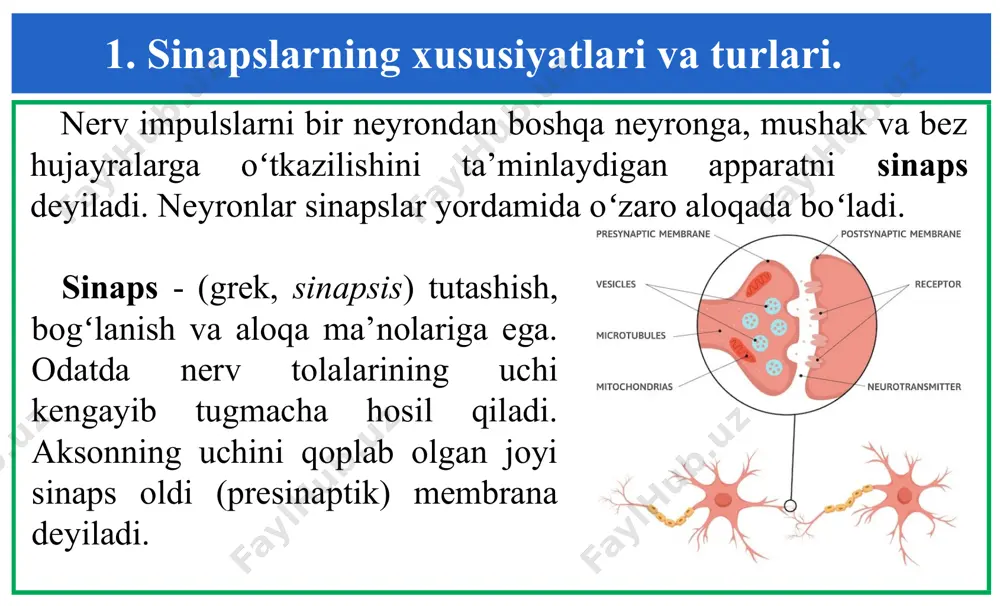 l boʻlgan impulslarni umumlashtirish zarur boʻlib qolganida kimyoviy sinapslar ishlaydi. 1. sinapslarning xususiyatlari va turlari. neyronal sinaps aksonni aksonga (akso-aksonal) aksonni dendritga (akso-dendrit) aksonni nerv hujayraga (akso-somatik) dendritni dendritga (dendro-dendrit) 1. sinapslarning xususiyatlari va turlari. 1. sinapslarning xususiyatlari va turlari. nerv-mushak sinapslar motoneyron bilan mushak tolasi orasidagi bogʻlanishni, aksovaskulyar sinapslar akson va qon tomirini, neyro-sekrektor sinapslar esa gipotalamusdagi sekretor hujayralarning aksoni oʻrtasidagi aloqalarni ta’minlaydi. neyroa’zo sinapslar mionevral (mushak-nerv) akso-vaskulyar (akson-tomir) neyro-sekretor sinapslar 2. nerv-mushak sinapslari. nervning presinaptik uchidagi pufakchalar atsetilxolin boʻladi. aksondagi harakat potensiali impulslarni pufakchadagi atsetilxolinni sinaptik boʻshliqqa tiqilishiga olib keladi. bu hodisa mexanizmida ca2+ muhim rol oʻynaydi ular hujayralararo suyuqligi tarkibidan elektr ta’siriga sezgir kalsiy kanallari orqali nerv uchidagi tugmachaga oʻtadi. kalsiy kanali presinaptik membrananing harakat potensiali ta’siridan depolyarizatsiyalanishi tufayli faollashadi. nerv-mushak sinapslari presinaptik membranalar postinatik membranalar presinaptik va postsinaptik membranalar oraligʻidagi boʻshliq 2. nerv-mushak sinapslari. presinaptik membrananing depolyarizatsiyasi ca2+ kanallarining ochilishi va u orqali ca2+ ni tugmachalarga …