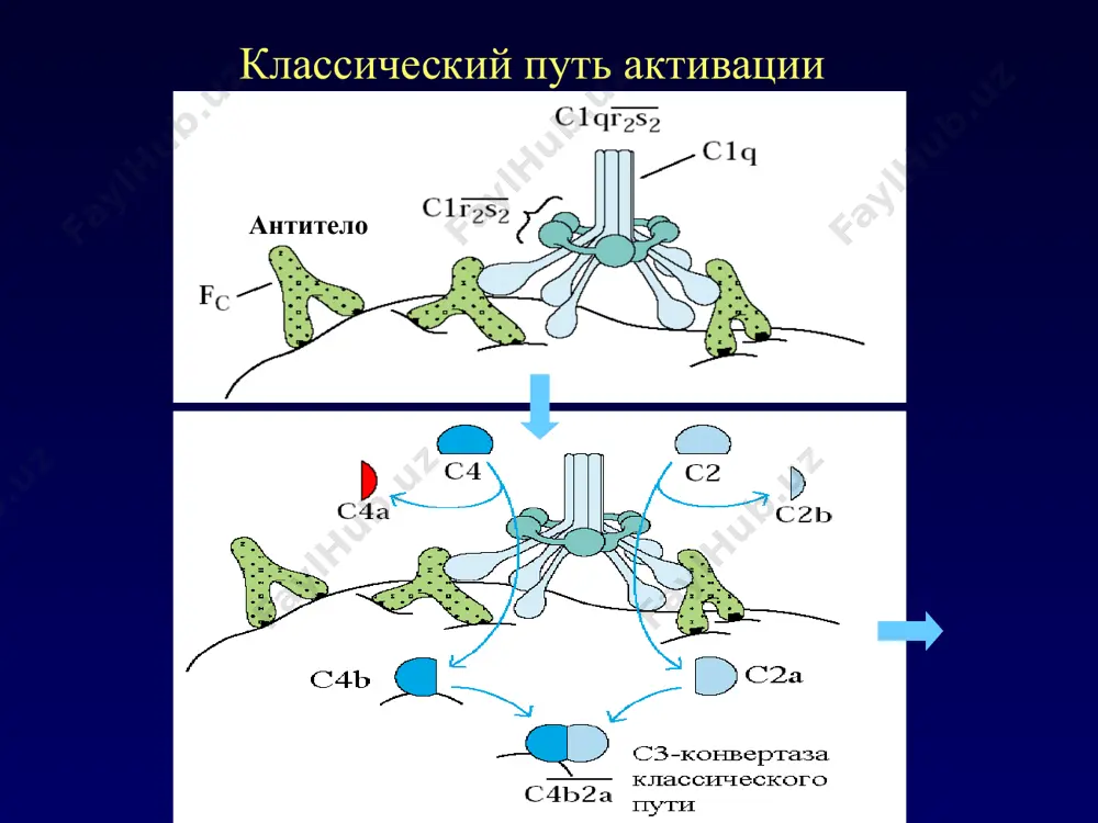 система комплемента и ее функции - Page 5