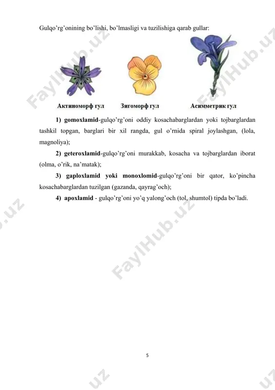’rnini ifodalovchi raqam osti chiziq bilan (masalan, ostki tuguncha g (5‾) , ustki tuguncha g) belgilanadi. ∞ - ko’psonli , g(5)- tuguncha ustki g(5)- tuguncha ostki, g(5)- tuguncha o’rta gul formulasi: 🞵 sa5 so5 a∞ g∞ (ayiqtovon) sa2+2 so4 a2+4 g(2) (surepka) gul diagrammasini belgilash uchun quyidagi belgilar qo’llaniladi: · kosachabarg – killi qavsdan iborat; · gultojbargi – yarim oysimon qovus bilan; · changchilar – changdonning ko’ndalang kesimining shakli bilan; · urug’chi – tugunchaning ko’ndalang kesimi bilan; · agar doiradagi gul qismlari o’zaro qo’shilgan bo’lsa, belgilar tutashtiriladi. gulqo’rg’oni o’simliklarda gulqo’rg’oni oddiy va murakkab bo’ladi (2–rasm). murakkab gulqo’rg’oni ham kosachabarglar ham tojibarglardan iborat bo’ladi. kosachabarglarning hajmi uncha katta bo’lmasdan yashil rangda bo’lib, gulqo’rg’oning tashqi doirasida joylashadi. kosachabarglar ayrim-ayrim yoki qo’shilgan bo’ladi (3–rasm). qo’shilib o’sgan kosachabarglarda tishlari aniq ko’rinadi. kosachabarglar gul g’uncha vaqtidaichki qismlarini turli tashqi ta’sirlardan saqlaydi. ba’zi o’simliklarda gul ochilganda kosachabarglar to’kilib ketadi (lolaqizg’aldoq). labguldoshlarda gul ochilgandan keyin ham saqlanib …