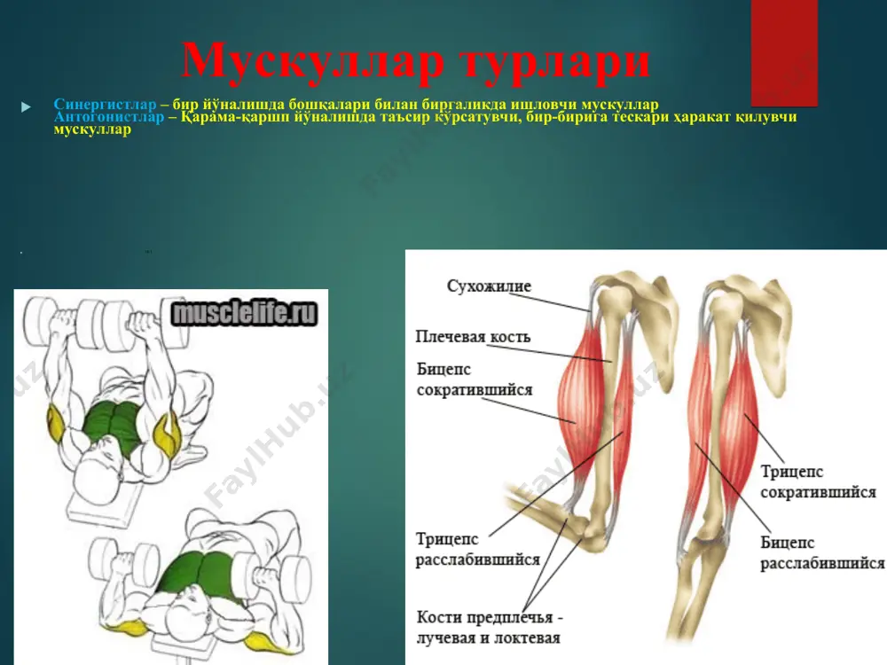 пластик анатомия - Page 5
