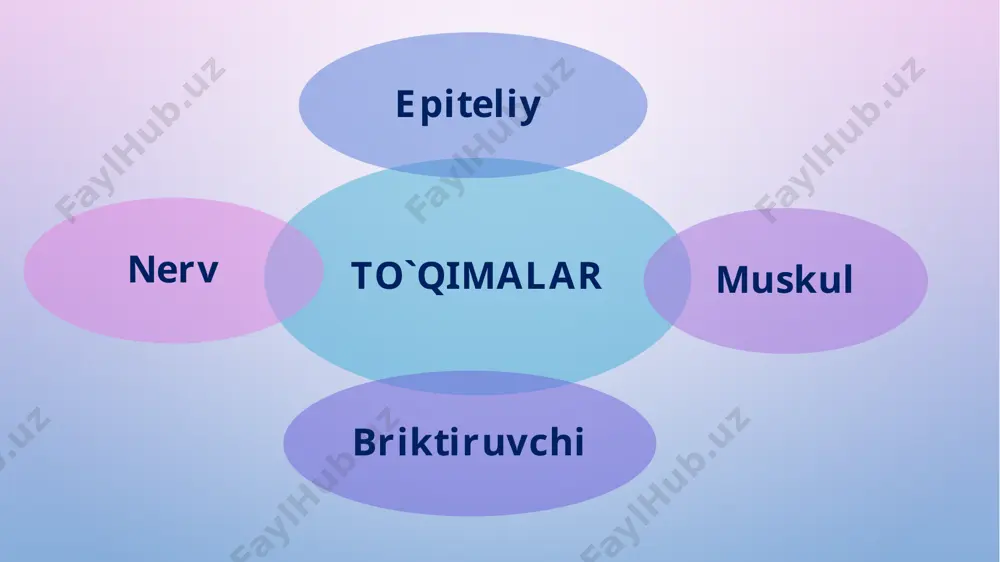 “to’qimalar, organlar va organizm” mavzusida 1 soatlik taqdimoti - Page 2