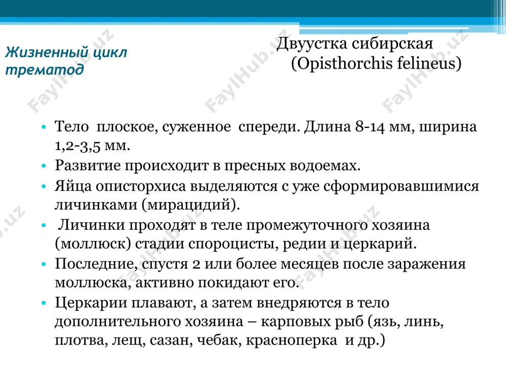 азионные для позвоночных хозяев. из тонкой кишки человека (животного) молодые парагонимусы активно мигрируют через брюшную полость, диафрагму и средостение в легкие, где завершают развитие. в стадии половой зрелости парагонимусы паразитируют в легких, в плевральной полости, но иногда локализуются в мозге и в других органах, куда заносятся током крови в период миграции. двуустка легочная (paragonimus westermanii) жизненный цикл трематод диагноз так как парагонимусы достигают половой зрелости и выделяют яйца только через 3 мес. после попадания в организм человека, обнаружение их в мокроте в ранней стадии болезни не возможно. в этой связи с целью диагностики на 2-3-й неделях заболевания (и позже) применяют кожно-аллергическую пробу с антигеном из парагонимусов и реакцию связывания комплемента (рск). дополнительно к указанному, при хроническом течении болезни, проводят паразитологическое исследование мокроты и кала. для исследования испражнений целесообразно применять методы осаждения, позволяющие обнаруживать малое количество яиц. двуустка легочная (paragonimus westermanii) жизненный цикл трематод возбудители шистосомозов человека принадлежат к раздельнополым трематодам …