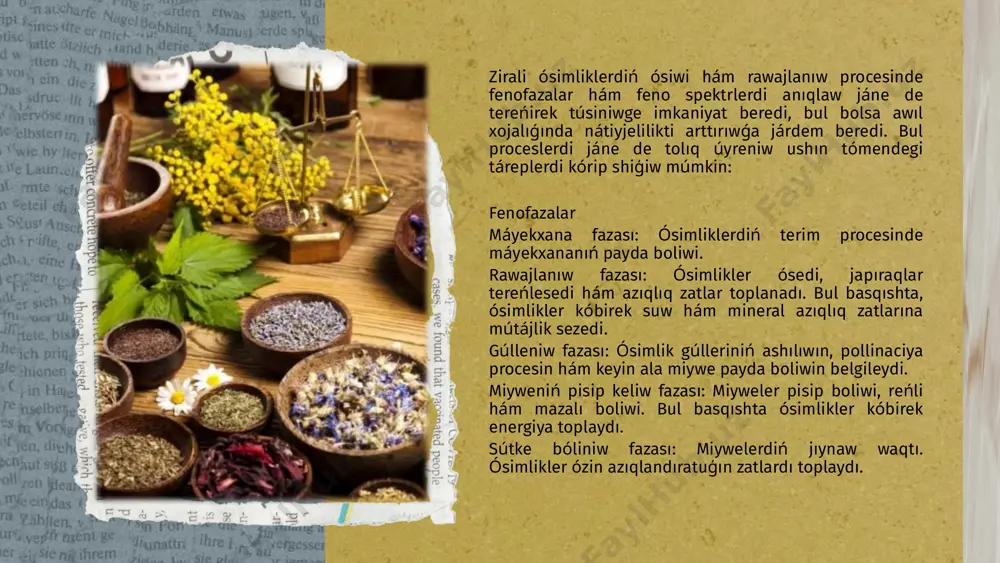 tikkeley tásir etedi. ósimliklerdiń násillik qásiyetleri ónimniń sapasına, ósiw tezligine, klimat sharayatlarına beyimlesiwsheńligine hám zıyankeslerge shidamlılıǵına tásir etedi. genetikalıq mexanizmler: selectiv reproduktiv: dástúriy hám zamanagóy texnologiyalar arqalı kúshli sortlardı jetistiriw. biotexnologiya: gm (genetikalıq jaqtan ózgertilgen) ósimlikler islep shigariw arqalı ónimdarlıqtı arttırıw. 3. agrotexnika agrotexnologiya ósimliklerdi jetistiriw procesin basqarıwga járdem beriwshi usıllardı óz ishine aladı. bular ósimlikler densawlıǵın támiyinleydi hám ónimdarlıqtı arttıradı: ekiriw hám kútiw: ósimliklerdi óz waqtında hám kerekli tıshqan muskulı menen egiw. suwgariw rejimi: ósimlikler ushin optimal suwģarıw muģdarın hám jiyiligin belgilew. tóginlew rejesi: azıqlıq zatlar arqalı ósimliklerdiń óziniń ósiw dáwirine qarap kerekli tóginlerdi beriw. 4. mikrobiota ósimliklerdiń tamır zonalarında jasaytuģın mikroorganizmler (bakteriyalar hám zamarrıqlar) ósimliklerdiń ósiwi hám rawajlanıwında áhmiyetli rol oynaydı. misallar: mikorisa: tamırlar hám zamarrıqlar arasında simbioz, bul ósimliklerge suw hám azıqlıq zatlardı sorıp alıwda járdem beredi. azottı baylanıstıratuģın bakteriyalar: tamır sistemasında jasaytuģın bakteriyalar azottı baylanıstırıp alıp, ósimliklerge beredi. 5. ekologiyalıq faktorlar ósimliklerdiń ósiwinde ekologiyalıq sharayatlar hám …