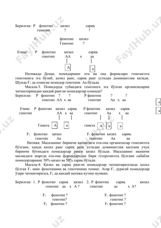 отипни аниқлаш. масала-1: ловия ўсимлигида доннинг қора ранг белгиси-а доминант, оқ ранг-а рецессив ҳисобланади. қуйидаги генотипга эга ўсимликлар қандай тип гаметалар ҳосил килиши мумкин: а) аа, б) аа, в) аа масалани ечиш тартиби: биринчи ва учинчи организм гомозигота бўлгани учун бир хил гамета, иккинчи организм гетерозигота бўлгани учун икки хил гамета ҳосил қилади. зигота а а аа аа гамета масала-2: қизил рангли помидор, сариқ рангли помидор билан чатиштирилганда, биринчи бўғинда (ғ1) қизил рангли помидор олинди. ота-она ва чатиштириш натижасида олинган помидор генотипини аниқланг. берилган: р фенотип қизил сариқ генотип ? ? f2 фенотип кизил генотип ? ечиш: р фенотип қизил сариқ генотип аа х аа │ │ натижада: демак, помидорнинг ота ва она формалари гомозигота генотипига эга бўлиб, қизил ранг, сариқ ранг устидан доминантлик қилади. шунда ғ1 да олинган помидор генотипи аа бўлади. масала-3. помидорда тубандаги генотипга эга бўлган организмларни чатиштиришдан қандай рангли помидорлар олинади? берилган: р фенотип ? ? …