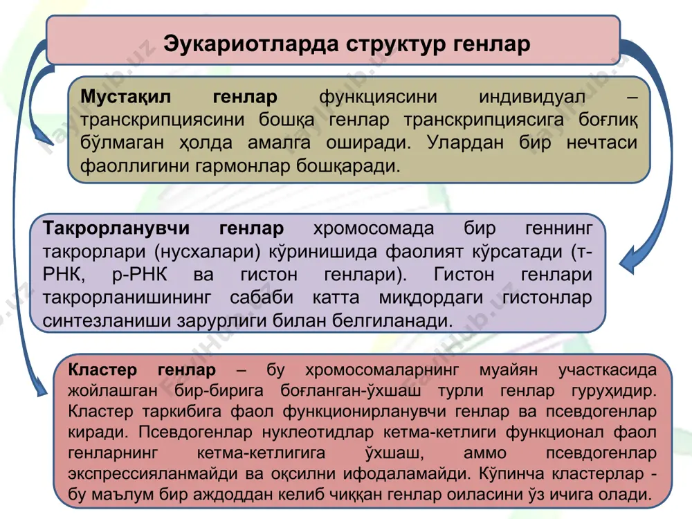archas bog'langan genlardan iborat 4 ta klasterga birlashgan. sut emizuvchilar va odamda 4 ta klasterdagi umumiy genlar soni 39 ta. har bir klaster 120 kb (1 kb = 1000 j.n.) joyni egallaydi va to'rtta xromosomada joylashgan: sichqonlarda - i, vi, xi, xv, odamlarda - i, vii, xii, xvii. gomeyotik genlarning mahsuloti geodomen oqsillari bo'lib, ular ba'zi genlarni yoqish va boshqalarini o'chirish orqali rivojlanish yo'lining boshqaruvini amalga oshiradi. tegishli oqsillarning gomeodomenlarini kodlovchi gomeotik genlarning ekzon genlariga gomeobokslar deyiladi. gomeodomen 60 ta aminokislotali polipeptid zanjiridan tashkil topgan. bu holda turli gomeozis genlarning gomeodomenlari 80-90% gomologdir. mitoxondrial genlar — mitoxondriya genomi tarkibidagi gen lar. mitoxondriyalar o'simlik va hayvon hujayralarining tsitoplazmatik organellasidir. ular hujayraning energetik fabrikasi hisoblanib, atf sintezini amalga oshiradi. o'simliklarning eng katta mitoxondrial genomlari hayvonlar mitoxondriyasi genomidan 150 baravar katta. o'simlik mtdnk si hayvonlarda mavjud bo'lmagan intronlarni o'z ichiga oladi. odamlarning har bir hujayrasida bir necha yuzlab mitoxondriyalar bo'lib, ularning har birida …