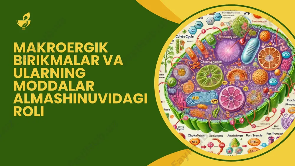 ni bajaradi. quyosh nuri energiyasi xloroplastlardagi pigmentlar orqali ushlanadi. ushbu bosqichda makroergik birikmalar o‘simliklar uchun hayotiy zarur bo‘lgan murakkab organik molekulalarning sintezi uchun ishlatiladi. qorong‘ulik bosqichi (kalvin-benson tsikli) atf va nadph energiyasi yordamida karbonat angidrid (co₂) organik moddalar (masalan, glyukoza)ga aylantiriladi. nafas olishda makroergik birikmalar glikoliz glikoliz sitoplazmada sodir bo‘lib, glyukozaning parchalanishi natijasida atf va nadh hosil bo‘ladi. har bir glyukozadan 2 molekula atf va 2 molekula nadh sintez qilinadi. a b sitrat tsikli (krebs tsikli) mitoxondriyada sodir bo‘ladi. asetil-koa ning oksidlanishi natijasida nadh, fadh₂ va oz miqdorda atf hosil bo‘ladi. c oksidlovchi fosforillanish elektron tashish zanjiri orqali nadh va fadh₂ ning oksidlanishi energiya ajratadi, bu energiya atf sintezi uchun ishlatiladi. ushbu bosqichda eng ko‘p miqdorda atf hosil bo‘ladi. moddalar almashinuvi jarayonlaridagi roli uglevodlar sintezi saxaroza va kraxmal kabi murakkab uglevodlar atf energiyasi yordamida sintez qilinadi. fotosintezdan hosil bo‘lgan glyukozadan kraxmal o‘simlikning zaxira moddasi sifatida hosil bo‘ladi. ion transporti atf …
