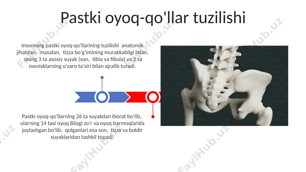 tana, boʼyin yuqori va pastki aʼzolar tuzilishi - Page 3