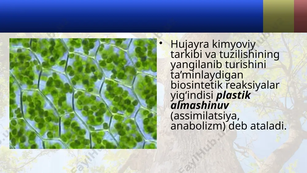 plastik almashinuv. fotosintez, xemosintez. 10 - sinf - Page 3