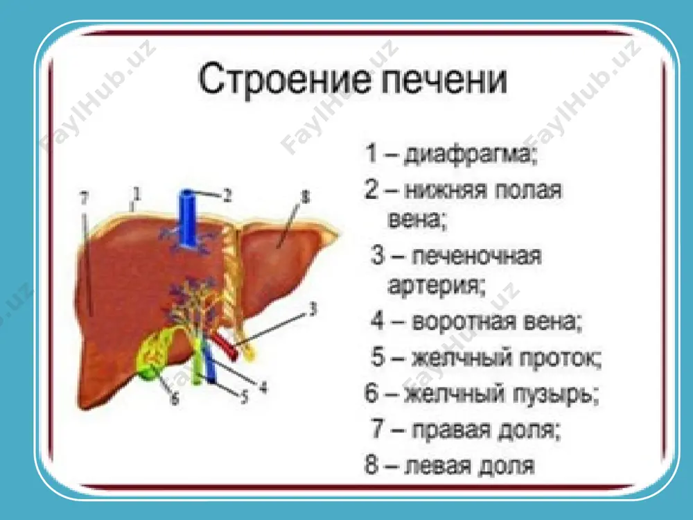 ки гранулематоз кўринишдаги ўчоқли гепатитлардан иборат бўлади. баъзан сурункали гепатит узоқ вақт давом этган ошқозон-ичак тракти касалликлари, оқсил етишмовчилиги, модда алмашинуви бузилиши касал-ликларидан кейин ҳам ривожланиши мумкин. бироқ бундай ҳолатларда ҳам яширин кечган вирусли гепатит роли инкор этилмайди. вирусли гепатитларнинг юкиш йуллари патогенези вирус гепатоцитлар бўшлиғига киради ва инкубацион давр охирида зарарланган ҳужайра қобиғи юзасида вируслар ҳосил қилган антигенлар пайдо бўлади. т-лимфоцитлар бу янги ҳосил бўлган детерминантларни "таниб олиб", зарарланган гепатоцитларни парчалайди. вирус парчаланган ҳужайралар таркибидан чиқиб, янги гепатоцитларга ўта бошлайди. одатда бу жараён hbsag антигенига қарши антителонинг пайдо бўлиши билан олди олинади. бундай антитело синтези кам бўлса, ёки антитело сифати паст бўлган такдирда инфеккция ривожланишда давом этиб, сурункали шаклга ўтишига сабаб бўлади. емирилган гепатоцитлар т-лимфоцитларни жонлантиради, в-лимфоцитлар активлашади, гепатоцитлар устидаги антигенларга, жигарга хос бўлган липопротеинларга таъсир этади. натижада организм шу макропротеинга қарши аутоантителолар синтез қила бошлайди. бу аутоантигенлар жигарга етиб келиб, портал олди гепатоцитлар билан боғланади. патогенези кейинчалик жигар …