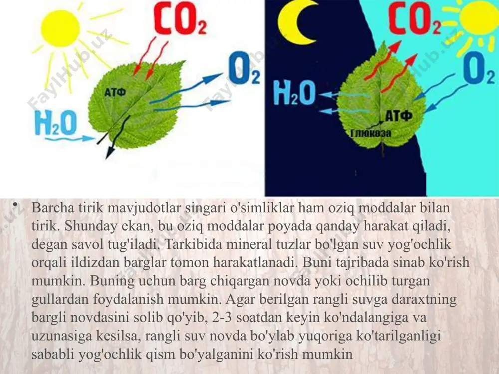 suvda erigan holdagi mineral o'tkazuvchi naylar, organik moddalar esa elaksimon naylar orqali hara-katlanadi. o'simliklarning oziqlanishida ularning barcha or-ganlari bir-biriga bog'liq holda ishtirok etadi. agar ulardan birortasi qatnashmasa, oziqlanish jarayoni buziladi. masa­lan, ildiz suv va unda erigan mineral tuzlarni zarur miqdor-da yetkazib bermasa, barglarda organik moddalar kam hosil bo'ladi. aksincha, barglarda organik moddalar yetishmasa, o'simliklarning barcha hujayra, to'qima va organlari o'sish va rivojlanishdan to'xtaydi. o'simlikdagi oziq moddalar harakatini o'simlik shox-shabbasiga shakl berish va qisqartirish hisobiga kerakli tomonga yo'naltirish mumkin. masalan, g'o'zani chilpish organik moddalarni barglardan gul va mevalarga tomon yo'naltirish imkonini beradi. poyaning yog'ochlik qismi orqali suv va unda erigan mineral tuzlar, lub qavati orqali esa organik moddalar harakatlanadi. savol va topshiriqlar suv va unda erigan mineral tuzlar ildizdan bargl arga poyaning qaysi qismi orqali ko‘tariladi? organik moddalar o‘simliklarning qaysi organlarida to‘planadi? barglardagi organik moddalar poyaning qaysi qavati orqali harakatlanadi? oziq moddalar harakati yo‘nalishini boshqarish mumk inmi? image2.jpeg image3.jpeg image4.jpeg image5.jpeg …