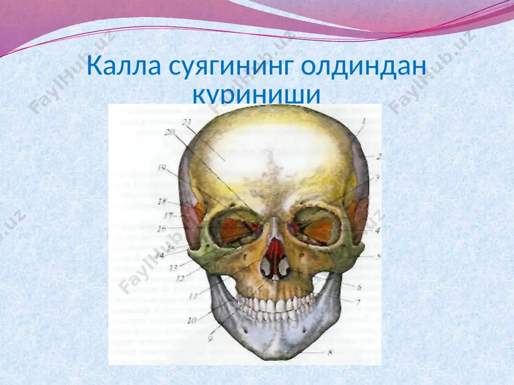 kallo suyaklarining taraggiyoti va tuzilishi - Page 5
