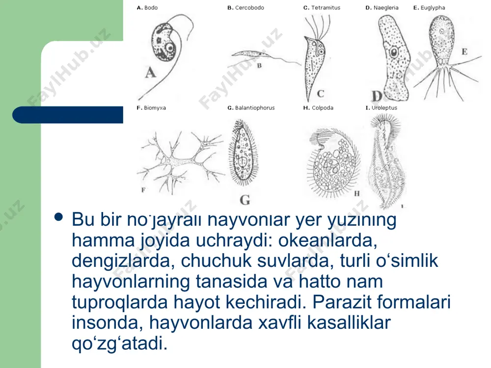 sodda hayvonlar tipi (protozoa) - Page 5