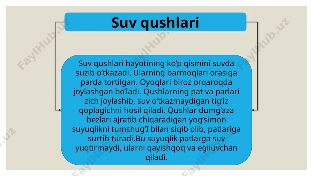 suv qushlari haqida umumiy tushuncha - Page 3