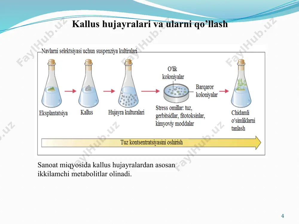 a o'simliklarni koronchato'y galli to'qimalarida uchraydilar, shuning uchun ham ularni koronchato'y gallarni biokimyoviy marxori sifatida qarash mumkin. opinlar agrobakteriyalar uchun ozuqa modda hisoblanadilar, ammo shish to'qimalar opinlar steril sharoitda agrobakteriyalar bo'lmagan sharoitda ham sintez qilaveradilar. opinlarni uch tipi ma'lum: nopalin, aktopin va agropin. agrobakteriyalarni bir shtammi oktopinsintez qiluvchi shishlarni induktsiya qilsa, boshqa shtammi nopalinsintez qiluvchisini induktsiya qiladi.shunday qilib, agrobakteriyalar yordamida induktsiya bo'luvchi "moslashgan" va shish to'qimalarni birinchi umumiy xususiyati, gormon sintez qilish bilan bog'liq bo'lgan gormonga muhtojsizlikdir. galli shishlarda bunday qobiliyat o'simliklarga bakteriyalarni begona genlarini kiritilishi oqibatida kelib chiqadi. kimyoviy ("moslashgan") shishlar hujayralarida bu xususiyat gormonlar sintezi uchun javobgar genlarni depressiyasi bilan bog'liq bo'lsa kerak deb taxmin qilinadi, ammo u mutasiya bilan aloqador bo'lishi ham mumkin. 15 ikkinchi umuiy xususiyat, birinchisidan kelib chiqib, agrobakteriyalar bilan induktsiya qilingan "moslashgan" va shish hujayralarni fertil o'simlik regenerasiya qilish qobiliyatini yuqotishidir. galli shishlar ko'pchilik holatlarda sog'lom o'simlik hosil qilaolmaydilar. ba'zida ular teratomlar (xunuk, organlarga …