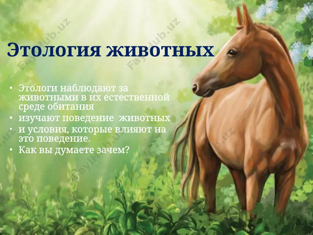 чали даже ныне вымерших гигантских ленивцев и пещерных медведей. и позднее разные народы старались приручить множество самых разнообразных животных - антилоп, журавлей, питонов, и даже крокодилов. однако приручить ещё не значит одомашнить. почему не все животные стали домашними? не все виды животных способны уживаться с человеком, только немногие смогли преодолеть страх перед людьми. для одомашнивания необходимо, чтобы неволя для животного стала для него нормальной, привычной средой обитания и оно стало регулярно приносить потомство. только тогда можно заняться отбором, сохраняя особи с самыми ценными для человека свойствами и спустя много столетий получить уже не просто прирученное, а настоящее домашнее животное. что помогло приручить домашних животных приручить домашних животных человечеству помогли наблюдения за их поведением, питанием и размножением в природе – в естественных для животных условиях существования. без этих наблюдений не возможно создать необходимые условия для содержания животных. исторически сложилось так, что мы больше знаем о поведении диких животных, чем домашних достаточно …