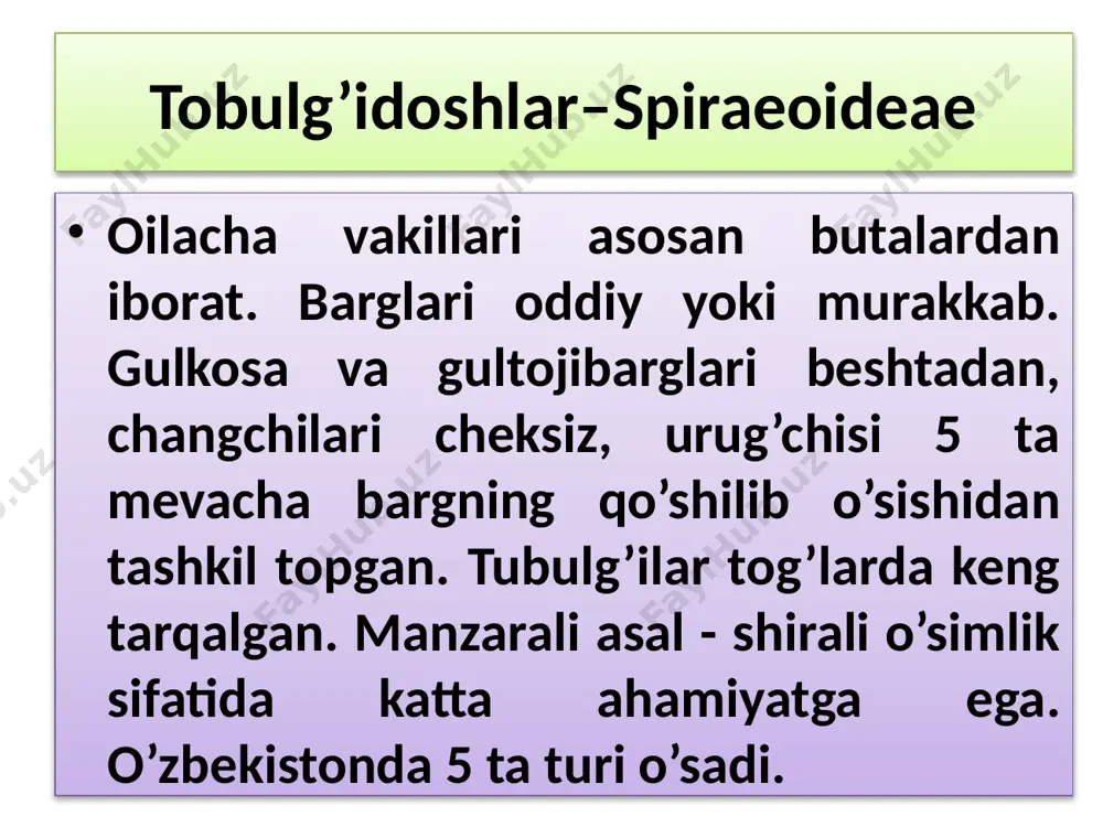 kasalligida, tish og’riganida, tomoq og’riganda ishlatiladi. olmadoshlar-pomoideae. oilacha vakillari hayotiy shakllariga ko’ra, daraxt va butalardan iborat. gulkosacha va gultojbarglari 5 tadan, changchilari cheksiz, urug’chisi 5 ta mevacha bargdan iborat, ba'zan 2 ta mevacha bargdan tashkil topgan. tugunchasi ostki, mevasi soxta olma. olma turkumining yer sharida 50 dan ortiq turi bor. o’zbekistonda olmaning bitta yovvoyi turi (malus sieversii) o’sadi va ko’plab madaniy navlari ekiladi. olma –malus. shox - shabbasi ancha qalin bo’lib o’sadigan, bo’yi 3-12 m ga etadigan daraxt. ildizlari yerga chuqur kirib borgan. tanasining po’stloqi qo’n’g’irroq tusda, goho yoriqlari bo’ladi. barglari navbatma - navbat joylashgan, bandli, tuxumsimon shaklda. gullari oq yoki sal pushtiroq, mevasi yupqa po’st bilan qoplangan, soxta meva (olma) naviga qarab, katta - kichikligi va rangi - tusi har- xil bo’ladi. *♀♂са(5)со5а~g(5) gilos –cerasus. daraxt va buta o’simlik. gullari soyabonsimon to’pgullarga yig’ilgan. mevasi danakli, shirador va nordon. 50 dan ortiq turi mavjud. o’zbekistonda 10 ga yaqin turi mavjud. …