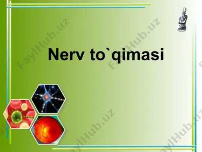 nerv to`qimasi 2 — PPTX