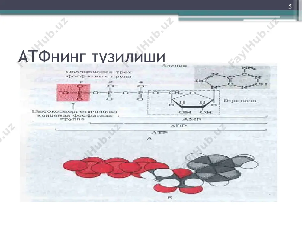 нафас олиш занжирида фпдан протон ва электронлар молекуляр кислородга берилади ва водород пероксиди хосил булади. аммо бу модда хужайралар учун токсикдир, шунинг учун у пероксидаза ёки каталаза ферментлари таъсирида тезда парчаланади ва сув хосил булади. бунда барча атф синтезланадиган участкалар тушиб колади. sh2---фп---o2----h2o2 р/о=0 21 фосфорланиш коэффициенти атф синтези билан сарфланган кислород уртасида микдорий богликлик бор ва р/о деб белгиланади, яъни форсфорилланиш коэффициенти дейилади. бу хар бир атом о2 сарфланиши натижасижа канча микдорда анорганик фосфор атоми атф холатга утишини курсатади. 22 бу курсаткич тулик нафас олиш занжирида 3 га тенг, кискартирилганда – 2 га, кискада эса – 0 га тенг. нафас назорати - нафас олиш тезлигини белгилайди ва атф/адф нисбатига богликдир. редокс-потенциал ёки оксидланиш-кайтарилиш потенциали бир жуфт протон ва электронлар над+ дан о2 утишида уларнинг эркин энергиясини -0,32v дан то +0,82v гача узгаради ва 52,7 ккал энергияни ажралиши кузатилади. бу энергия бирданига эмас, балки боскичма-боскич ажралади. 23 утказувчиларнинг редокс потенциаллари …