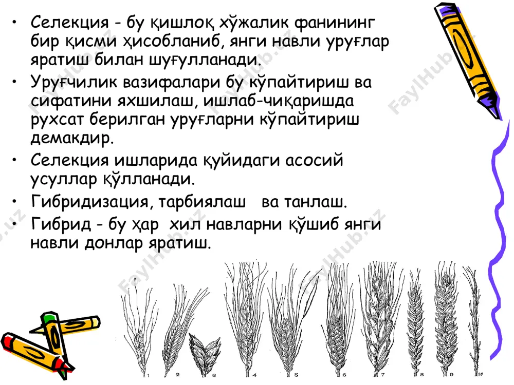 ли уруғ заҳираларини яратиш халқ хўжалигининг муҳим аҳамиятга эга бўлган, масъулиятли вазифаларидан биридир. селекция. қишлоқ хўжалик илмий тадқиқот инститўтлари тажриба - уруғчи­лик станциялари, қишлоқ хўжалиги соҳасида ходимлари томонидан маданий ўсимликларнинг янги навлари яратилади. ўсимликларнинг мавжуд турлари ёки яратилган янги навларни ҳайвон зотларини такомиллаштиришга қаратилган тадбирлар тизими селекция деб номланади (лотинча-"селекция"-олиш), бу тушунча нафақат ажратиб олиш маъносини англатади, балки у парвариш қилиш ва чатиштириш (гибридизация) маъноларини ҳам англатади. янги нав яратиш ёки мавжуд навларни такомиллаштириш ишлари хилма-хил усуллар ёрдамида амалга оширилади, бу усуллардан асо­сийлари ялпи саралаш, хусусий саралаш, жинсий ва вегетаив дура­гайлаш, нурланишни ионловчи кимёвий моддаларни қўллаш ва ҳоказолар. селекция ишлари дастлабки ашёни туплаш ва ўрганишдан бошла­нади селекция ишларида. дастлабки ашё сифатида халқ селекцияси­нинг махаллий навлари, муайян вилоят учун районлаштирилган се­лекцион навлар, хорижий навлар ва ёввойи ҳолда ўсувчи ўсимлик­лар қўлланилади. махаллий навлар узоқ йиллар давомида муайян районда қўлланилиб, махаллий шароитга яхши мослашиб селексия учун киммматли ашё бериш мумкин. масалан, буғдойнинг лютесценс …