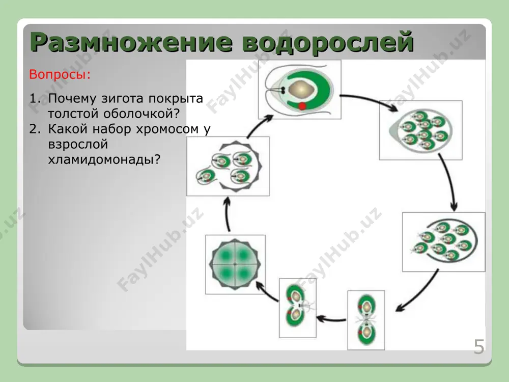polovoe razmnozhenie rasteniy - Page 5