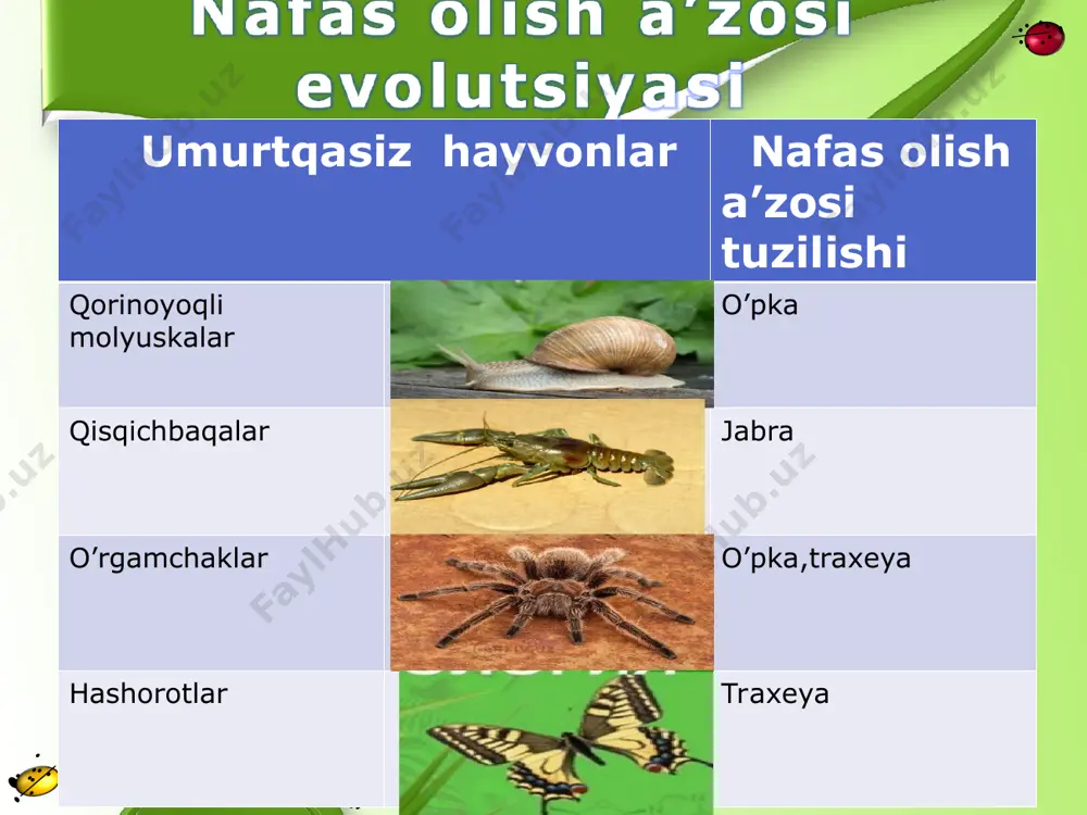 nafas olishning evolyutsiyasi - Page 5