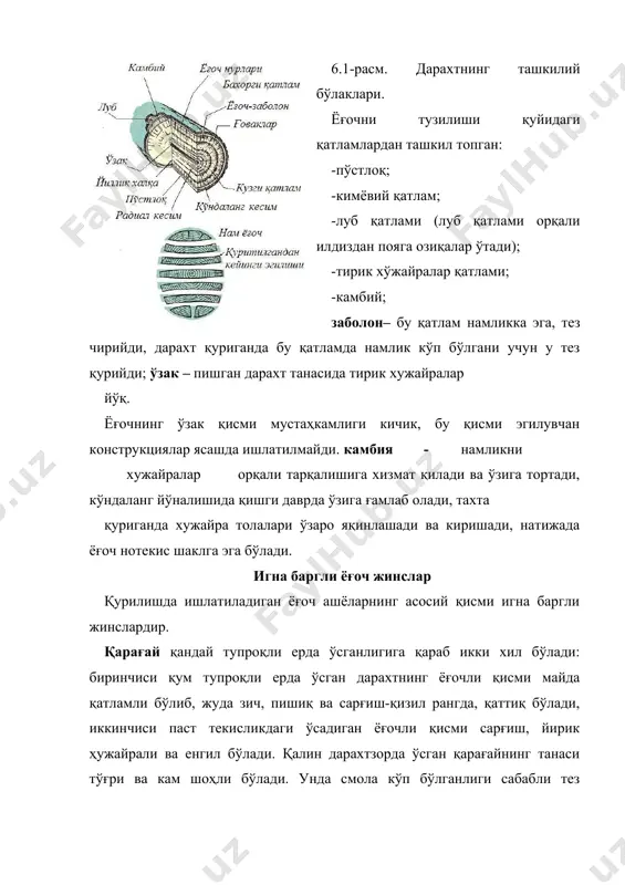 дарахтлар ичида энг тез ўсувчи, танаси тўғри, кам шоҳли жинс. сувда кўп вақт сақланган тилоғоч ёғочи янада пишиқ бўлади. тилоғоч ёғочининг кўриниши тангенциал кесими бўйича бирмунча чиройли бўлса ҳам мебел саноатида кам ишлатилади. бунга сабаб, унинг қаттиқлиги ҳамда таркибида смола кўплигидир. кедр - катта мағзли жинс. кедр ёғочи оқ сарғиш, ўзаги эса сариқ-қизғиш рангларда бўлиши мумкин, йиллик қатлами юпқа, ўзи юмшоқ, аммо, етарли даражада пишиқдир. кедр танаси тўғри ва узун. у 600-700 йил яшайди. сифатига кўра кедр ёғочи қарағайга яқин туради. қурилишда хода ва тилинган тахта ҳолида ва дурадгорликда ҳам кўп ишлатилади. пихта – мағзсиз ва кам смолали жинс. унинг ёғочи қора қарағайнинг ёғочи сингари ғовак, енгил ва осон синувчан, сифати эса қора қарағайникидан пастроқ бўлади. пихта кам смолали бўлганлигидан бошқа игнабаргли дарахтларга қараганда тезроқ чирийди. пихта хода ва тилинган тахта холида ишлатилади. баргли ёғоч жинслар баргли ёғоч жинслар дурадгорлик буюмлари, фанера, паркет, мебель ва шу кабилар учун ишлатилади. эман …