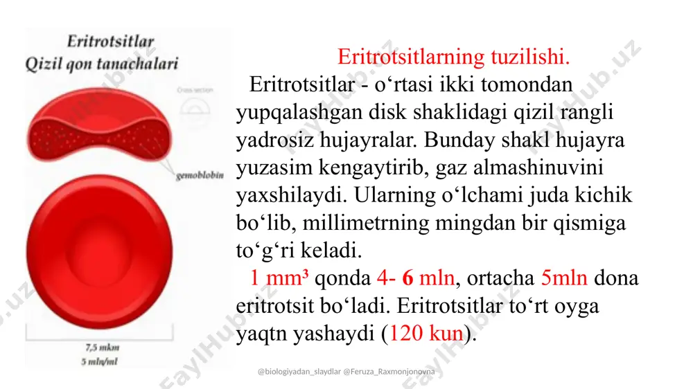 eritrotsitlar yarim yillik xisoboti - Page 4