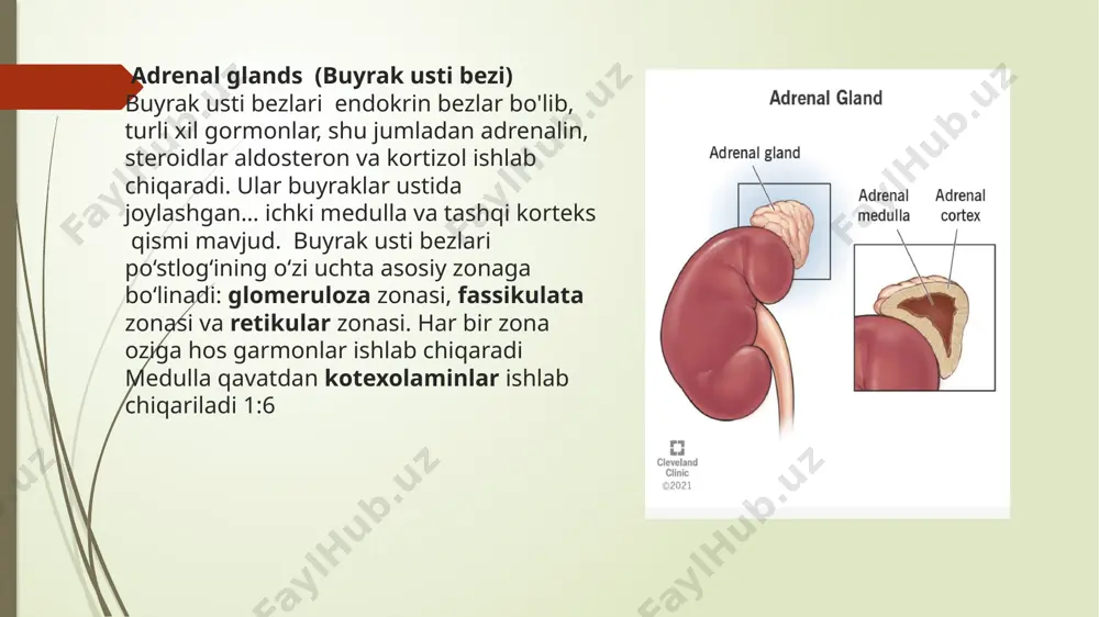 joylaridagi o'smadan kortizolning ortiqcha ishlab chiqarilishi (ektopik kushing sindromi) yoki kortizolni haddan tashqari iste'mol qilish natijasida yuzaga kelishi mumkin. buyrak usti bezidan kortizolning ortiqcha ishlab chiqarilishini rag'batlantiradigan adrenokortikotrop gormonni (acth) chiqaradigan gipofiz bezining shishi (kushing kasalligi). kortizol buyrak usti bezlarining tashqi qismida ishlab chiqariladigan normal gormondir. to'g'ri ishlaganda, kortizol organizmga stress va o'zgarishlarga javob berishga yordam beradi. u ozuqa moddalarini harakatga keltiradi, tananing yallig'lanishga bo'lgan munosabatini o'zgartiradi, jigarni qon shakarini ko'tarish uchun rag'batlantiradi va tanadagi suv miqdorini nazorat qilishga yordam beradi. kortizol ishlab chiqarish gipofiz bezida ishlab chiqarilgan acth tomonidan tartibga solinadi. kushing sindromining belgilari qanday? - vazn yig'moq. - nozik qo'llar va oyoqlar. - dumaloq yuz. -bo'yin tagida yog'ning ko'payishi. -yelkalar orasidagi yog'li dum. -oson ko'karish. -keng binafsha strech belgilari, asosan, -qorin, ko'krak, son va qo'l ostida. -zaif mushaklar. giperaldosteronizm etiologiyasi birlamchi - buyrak usti bezlari po'stlog'idagi o'zgarishlar natijasida kelib chiqqan giperaldosteronizm adrenal korteksning aldosteron ishlab chiqaruvchi adenomasi - …