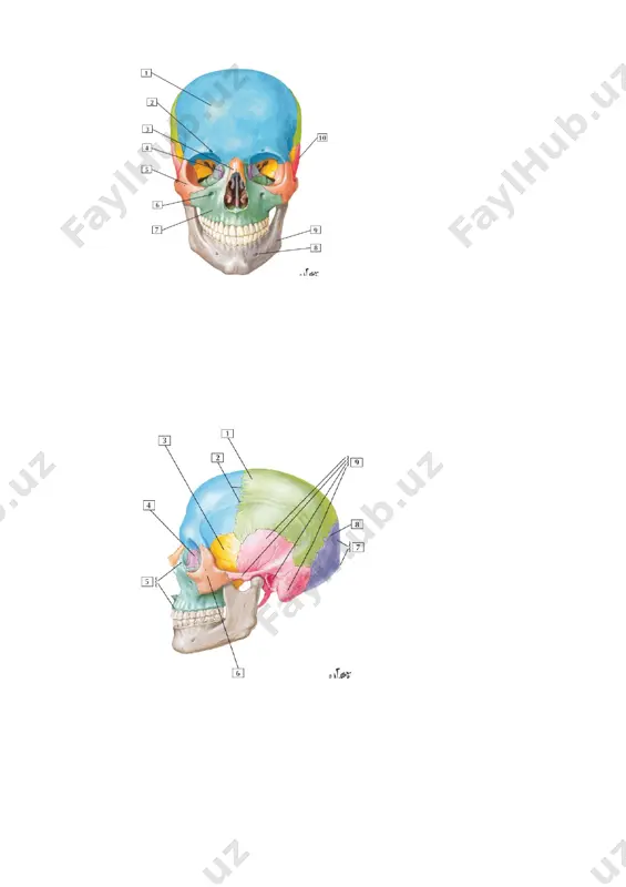 mis)* e. cortex renalis 71.1 raqami bilan qaysi anatomik element ko`rsatilgan? a. calices renalis majores*b . ureter c. pelvis renalis d. medulla renalis (pyramis) e. cortex renalis 70.8 raqami bilan qaysi anatomik element ko`rsatilgan? a. calices renalis majores b. ureter* c. pelvis renalis d. medulla renalis (pyramis) e. cortex renalis 73.4 raqami bilan qaysi anatomik element ko`rsatilgan? a. omentum majus b. colon transversum* c. intestinum tenue d. colon ascendens e. caecum 72.2 raqami bilan qaysi anatomik element ko`rsatilgan? a. omentum majus* b. colon transversum c. intestinum tenue d . colon ascendens e. caecum 75.6 raqami bilan qaysi anatomik element ko`rsatilgan? a. omentum majus b. colon transversum c. intestinum tenue d . colon ascendens*e . caecum 74.5 raqami bilan qaysi anatomik element ko`rsatilgan? a. omentum majus b. colon transversum c. intestinum tenue* d. colon ascendens e. caecum 77.2 raqami bilan qaysi vena ko`rsatilgan? a. v.gastrica dextra b. v.portae* c. v.mesenterica supperior …