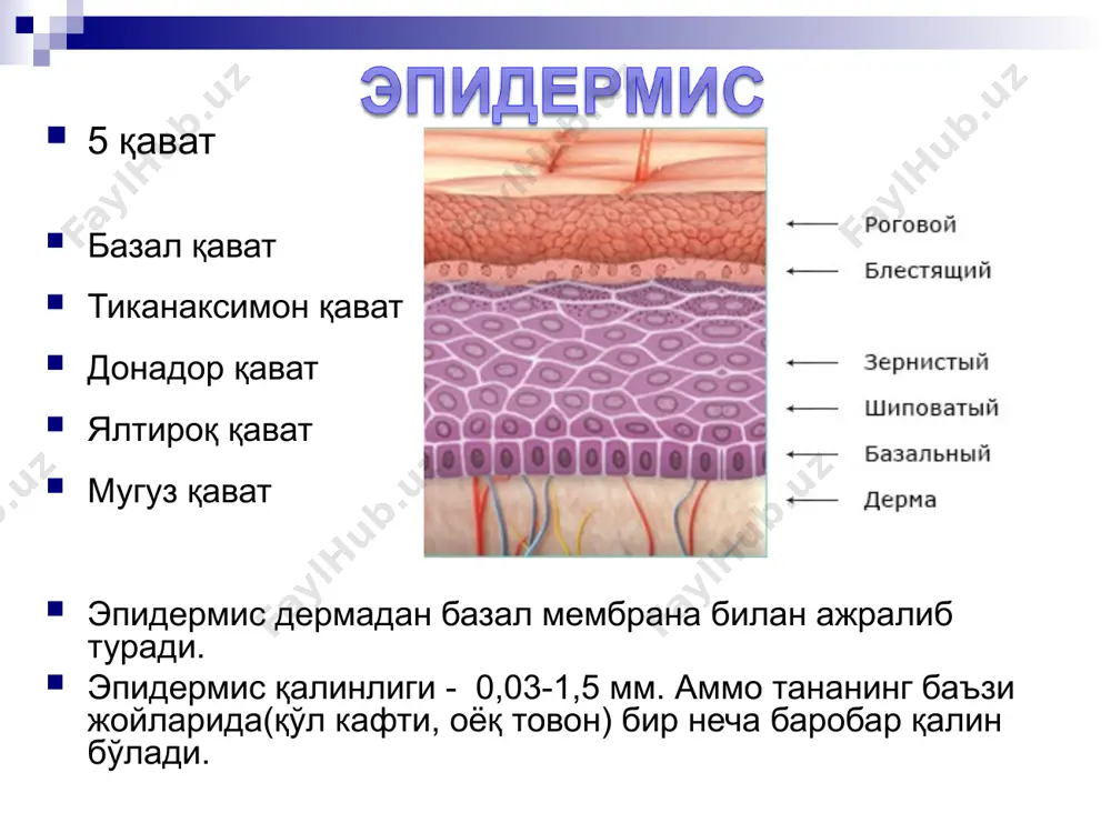 драденит- “ит елини” угри касаллигида тугун ва йирингчалар уртика (буртма) эшакемида қаварчиқ-urtica бирламчи экссудатив бушликсиз элемент. эфемерлиги билан ажралиб туради, чегараланган уткир яллигланишли сургичли каватнинг хужайраичи шиши пуфакча-vesicula бу соғлом тери сатхидан кўтарилувчи, сероз суюқлик сақловчи, бўшлиқли, бирламчи экссудатив элемент ўлчами – 1 смгача анатомик - туби, сакланма учун бўшлиқ, томи тугалланади – 1: очилади – эрозия – пустлок– де- ёки гиперпигмент дог 2: сўрилиш - пўстлоқ – де- ёки гиперпигментли доғ касалликлар – учуқ ўраб олувчи темиратки (gerpes zoster) оддий учуқ gerpes labialis пуфак-bulla бу соғлом тери сатхидан кўтарилувчи, сероз суюқлик сақловчи, бўшлиқли, бирламчи экссудатив элемент. улчами – ёнгокдан тухумгача анатомик - туби, сакланма бушлиги, томи тугалланади – 1: очилади – эрозия – пустлок – де- ёки гиперпигмент дог 2: куриш - пустлок – де- ёки гиперпигмент дог касалликлар – пурсилдок яра, чакалоклардаги эпидемик пуфак, куйиш ii даража чин пўрсилдоқ яра иккиламчи морфологик элементлар бирламчи морфологик элементларининг эволюцияси натижасида …