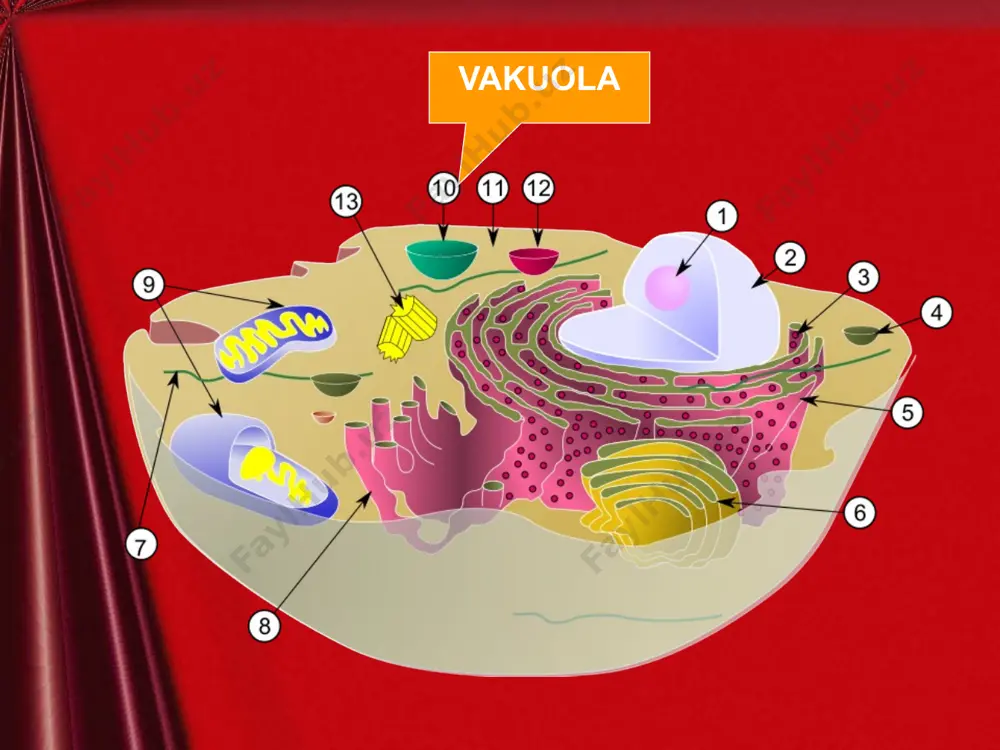 oshlar, ituzumdoshlar, soyabondoshlar). bunday vakuola oqsilli vakuola deb ataladi. vakuoladagi oqsillar g’adir-budur endoplazmatik retikulumning ribosomalarida sintezlanadi. vakuola oqsillar oqsil donachalari hujayraning organellalarida oqsil donachalari kristall yoki amorf (yunon. a — inkor qilish, mor fe — shakl) ya’ni bir shaklga ega bo’lmagan holatda uchraydi. odatda urug’lar oqsilga boy bo’ladi. oqsilga ancha boy bo’lgan o’simliklar (no’xat, loviya, soya, yasmiq, nut, yeryong’oq) va boshqalar kiradi. oqsilli urug’lar oziq-ovqat sifatida nihoyatda qimmatli mahsulotdir. oqsil, yog’ tomchilaridan tashqari hujayraning vakuola va boshqa organlarida (karotinoidlar, xromoplast) kalsiy oksalat kristallari uchraydi. ularning shakli har xil bo’lib, asosan, vakuolada to’planadi. ular ko‘pincha ildizmeva hujayralarida, barglarning bandlaridagi to‘qimalarda va epidermis hujayralarida to‘planadi. rafid (yunon. r a f i s — ninasimon shaklda) — ikki uchi o‘tkir kristallar to‘plamidan iborat kalsiy oksalat kristallari foydalanilgan adabiyotlar ro’yxati: 1. agroximiya (pod red. b. a. yagodina). moskva, 1982. 2.voprosi agrotexniki vozdelivaniya lekarstvennix kultur. chast 1, moskva, 1978. 3. spravochnik po lekarstvennim kulturam. voronej, …