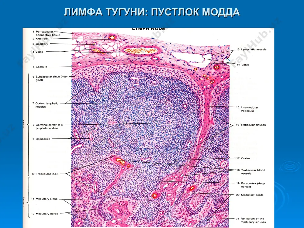 лимфа тугуни: пустлок модда - Page 3