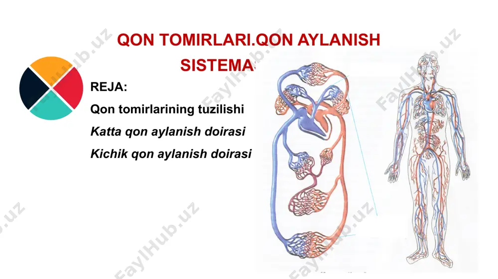 riolalarni hosil qiladi. 0‘z navbatida, arteriolalar ham to‘qimalarda ketma-ket tarmoqlanib, juda ingichka kapillarlami hosil qiladi. arteriyalar kapillarlar devori bir qavat hujayralardan iborat. kapillarlar odam sochiga nisbatan 50 marta ingichka bo‘lib, barcha to‘qimalar orqali o‘tadi. kapillarlar devori juda yupqa bo‘lib, bir qavat hujayralardan iborat. kapillarlar venalar - qonni organlardan yurak bo‘lmalariga o‘tkazadigan qon tomirlari. venalar devori ham artriyalarga o‘xshash uchta qavatdan iborat lekin vena qon tomirlari devori arteriyalarga nisbatan ancha yupqa, qon bosimi ham pastroq bo‘ladi,,klapanlarga ega. venalar kichik qon aylanish doirasi katta qon aylanish doirasi qon aylanish doirasi 2 ga bo’linadi qon aylanish doirasi kichik qon aylanish doirasi katta qon aylanish doirasi yurakning chap qorinchasi va undan chiqadigan aortadan boshlanadi . aorta arteriyalarga, ular esa kapillarlarga ajraladi. kapil- larlardagi qondan hujayralarga kislorod va oziq moddalar, hujayralardan qonga esa karbonat angidrid va alraashinuv mahsulotlari o‘tadi. kapillarlar birlashib, oldingi va keyingi kovak venalami hosil qiladi. ikkala kovak vena ham yurakning o‘ng bo‘lmasiga …