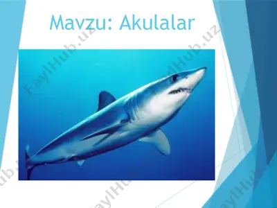 akulalar — PPTX