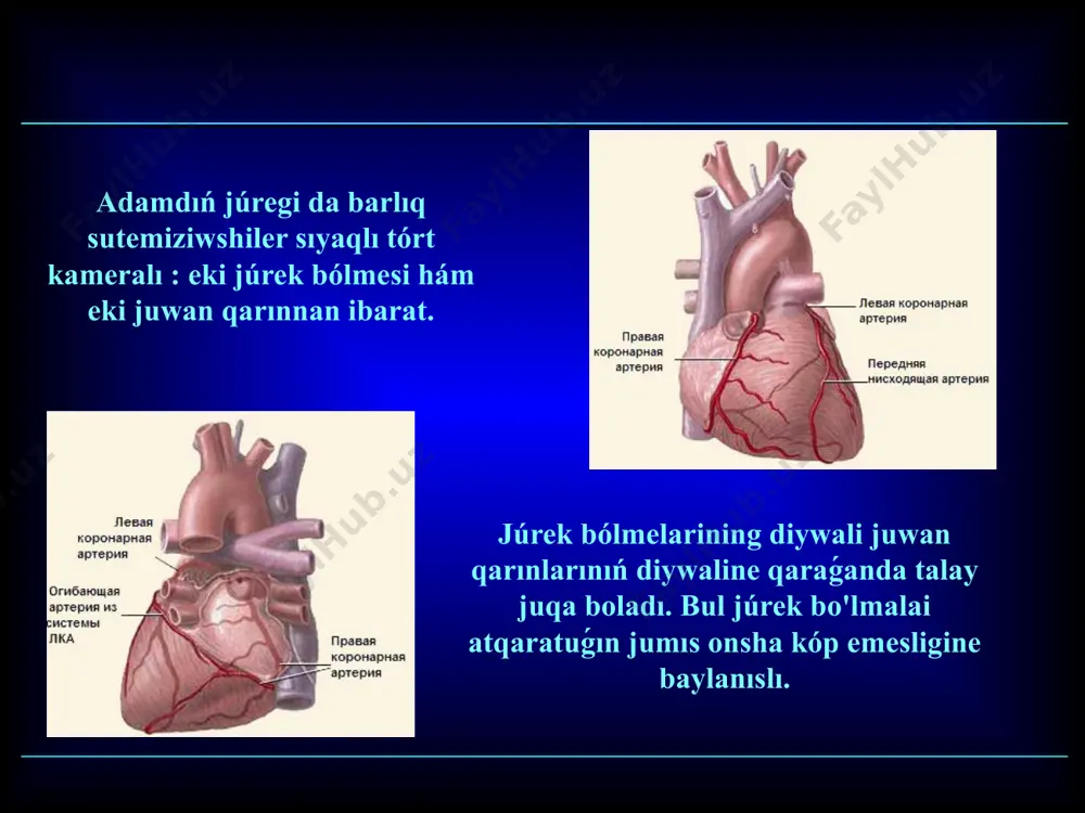 p quyılatuǵın jolı úlken qan aylanıw sheńberi dep ataladı. qan úlken sheńberi boylap 20 -30 sekund de, kishi qan aylanıw sheńberi boylap odan 5 ret tez aylanıp shıǵadı. 10 júrektiń oń bolmesindegi venoz qan oń juwan qarınǵa ótedi, ol jerden kishi qan aylanıw sheńberi boylap háreketlenedi. júrek juwan qarınları aorta hám ókpe arteriyaları shıǵıs orında yarım aytárizli qaqpaqlar jaylasqan. olar qan tamırlarınıń ishki diywallarına jaylasqan qaltashalarga uqsaydı. qan aortaǵa hám ókpe arteriyasına aydaganda yarım aytárizli qaqpaqlar tamırlar diywalina siǵilip turadı.juwan qarınlar bosanqıında qan júrekke qaytıp tuspeydi, sebebi qaltashalar qanǵa tolip, nıqlasadı hám bir-birine tıǵız bekkem turadı. 11 image1.jpeg image2.jpeg image3.jpeg image4.jpeg image5.jpeg image6.jpeg image7.jpeg image8.jpeg image9.jpeg image10.jpeg image11.jpeg image12.jpeg image13.jpeg image14.jpeg