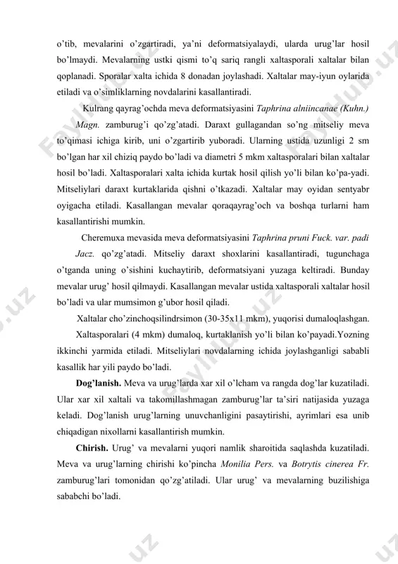 va urg’ochining kuchalasiga o’tib, mevalarini o’zgartiradi, ya’ni deformatsiyalaydi, ularda urug’lar hosil bo’lmaydi. mevalarning ustki qismi to’q sariq rangli xaltasporali xaltalar bilan qoplanadi. sporalar xalta ichida 8 donadan joylashadi. xaltalar may-iyun oylarida etiladi va o’simliklarning novdalarini kasallantiradi. kulrang qayrag’ochda meva deformatsiyasini taphrina alniincanae (kuhn.) magn. zamburug’i qo’zg’atadi. daraxt gullagandan so’ng mitseliy meva to’qimasi ichiga kirib, uni o’zgartirib yuboradi. ularning ustida uzunligi 2 sm bo’lgan har xil chiziq paydo bo’ladi va diametri 5 mkm xaltasporalari bilan xaltalar hosil bo’ladi. xaltasporalari xalta ichida kurtak hosil qilish yo’li bilan ko’pa-yadi. mitseliylari daraxt kurtaklarida qishni o’tkazadi. xaltalar may oyidan sentyabr oyigacha etiladi. kasallangan mevalar qoraqayrag’och va boshqa turlarni ham kasallantirishi mumkin. cheremuxa mevasida meva deformatsiyasini taphrina pruni fuck. var. padi jacz. qo’zg’atadi. mitseliy daraxt shoxlarini kasallantiradi, tugunchaga o’tganda uning o’sishini kuchaytirib, deformatsiyani yuzaga keltiradi. bunday mevalar urug’ hosil qilmaydi. kasallangan mevalar ustida xaltasporali xaltalar hosil bo’ladi va ular mumsimon g’ubor hosil qiladi. xaltalar cho’zinchoqsilindrsimon (30-35x11 …