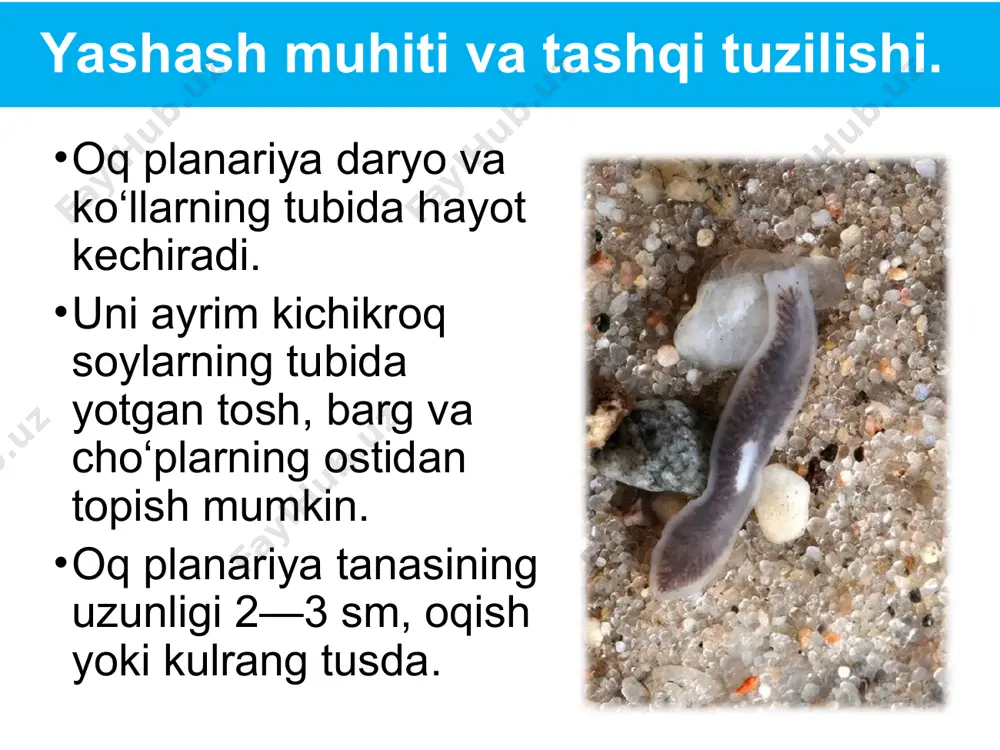 yassi chuvalchanglar tipi - Page 5