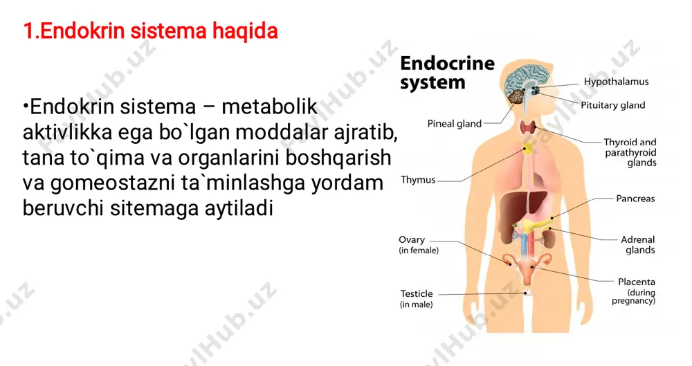 o`lib, o`sadi, o`zining oldingi yuzasi bilan ratke cho`ntagiga tegib turadi keyinchalik orqa bo`lak neyrogipofiz bo`lib qoladi a) b) gipofiz funksional jihatdan 2ta qismdan iborat: adenogipofiz (adenogipofiz gipofizning oldingi bo`lagiga to`g`ri keladi) neyrogipofiz(neyrogipofiz esa gipofizning orqa bo`lagiga mos keladi)        adenogipofiz boshqa endokrin bezlar va ba`zi to`qimalarni boshqaradi bo`lak tarkibi: bez epiteliysi hujyralari biriktiruvchi to`qimali stroma ko`p sonli sinusoid kapillarlar stroma –siyrak tolali biriktiruvchi to`qima bo`lib,bez epiteliy hujayralarin ajratib turadi sinusoid kapillarlar devori fenestrali, gipotalamus liberin va statinlarini gipofiz nishon hujayralariga olib kelib, gipofiz gormonlarini olib ketadi   a. b.  adenogipofiz hujayralari bo`yalishiga ko`ra quyidagi 2 guruhga bo`linadi: xromofob hujayralar xromofil hujayralar atsidofil bazofil yana bir tiphujayralar- bo`lakcha yadroli hujayralar bo`lib xromofob va xromofil hujayralarni hosil qiladi 1. acidophils (alpha cells) 2. basophils (beta cells) 3. chromophobe cells s. sinusoids • • 1) 2) atsedofil hujayralar- eozin va boshqa ishqoriy bo`yoqlar bilan bo`yaluvchi …