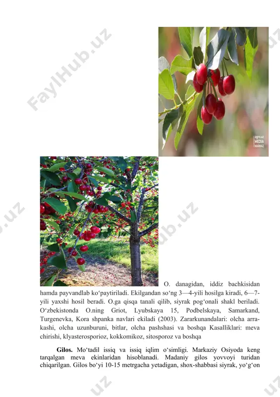 /ga. mevasi may— iyunda pishib yetiladi. o. danagidan, iddiz bachkisidan hamda payvandlab koʻpaytiriladi. ekilgandan soʻng 3—4-yili hosilga kiradi, 6—7-yili yaxshi hosil beradi. o.ga qisqa tanali qilib, siyrak pogʻonali shakl beriladi. oʻzbekistonda o.ning griot, lyubskaya 15, podbelskaya, samarkand, turgenevka, kora shpanka navlari ekiladi (2003). zararkunandalari: olcha arra-kashi, olcha uzunburuni, bitlar, olcha pashshasi va boshqa kasalliklari: meva chirishi, klyasterosporioz, kokkomikoz, sitosporoz va boshqa gilos. mo‘tadil issiq va issiq iqlim o‘simligi. markaziy osiyoda keng tarqalgan meva ekinlaridan hisoblanadi. madaniy gilos yovvoyi turidan chiqarilgan. gilos bo‘yi 10-15 metrgacha yetadigan, shox-shabbasi siyrak, yo‘g‘on shoxlari kam bo‘lgan baland daraxt. o‘zbekistonda gilos daraxtining tanasi issiqdan qovjirab, po‘stlog‘i yorilib ketadi. tinim holatidagi kurtaklari kam bo‘ladi, shuning uchun ham asosiy qismlari qurib qolganda shox-shabbasi yaxshi tiklanmaydi. gilosning ayrim daraxtlari 80-100 yil yashaydi. bizning sharoitimizda bir tup gilosdan 150-300 kilogrammgacha hosil olinadi. o‘zbekistonda yetishtiriladigan gilos mevasining tarkibida 12,2 % shakar; 0,23 % turli kislotalar va s hamda a vitaminlari bor. …